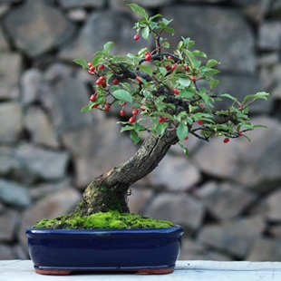 大别山胡秃子盆景羊奶果品种可食用观果小老桩木半夏胡颓子盆栽