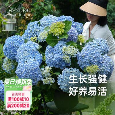 海蒂的花园绣球花大海蓝新品大花新老枝开 花切花品种庭院花卉盆