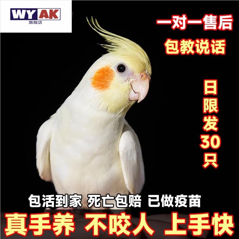 小鹦鹉活鸟玄凤纯手养黄化珍珠原始会说话唱歌雏鸟手养精品玄凤