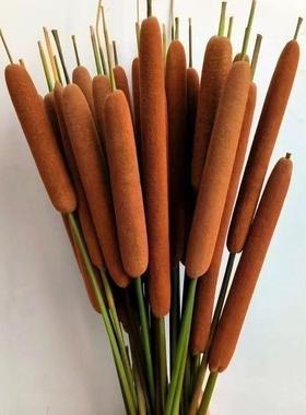 香蒲棒天然干花水蜡烛家居装饰摆件摄影道具风干植物干枝蒲绒安神