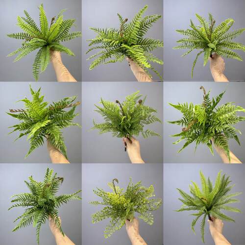 模拟蕨类植物叶子，一排排的草蕨类植物，波斯草植物蕨类植物叶子