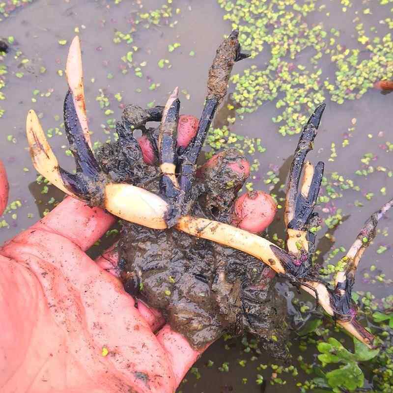 碗莲种藕根茎带芽小型荷花苗水培植物四季室内盆栽睡莲碗莲花卉