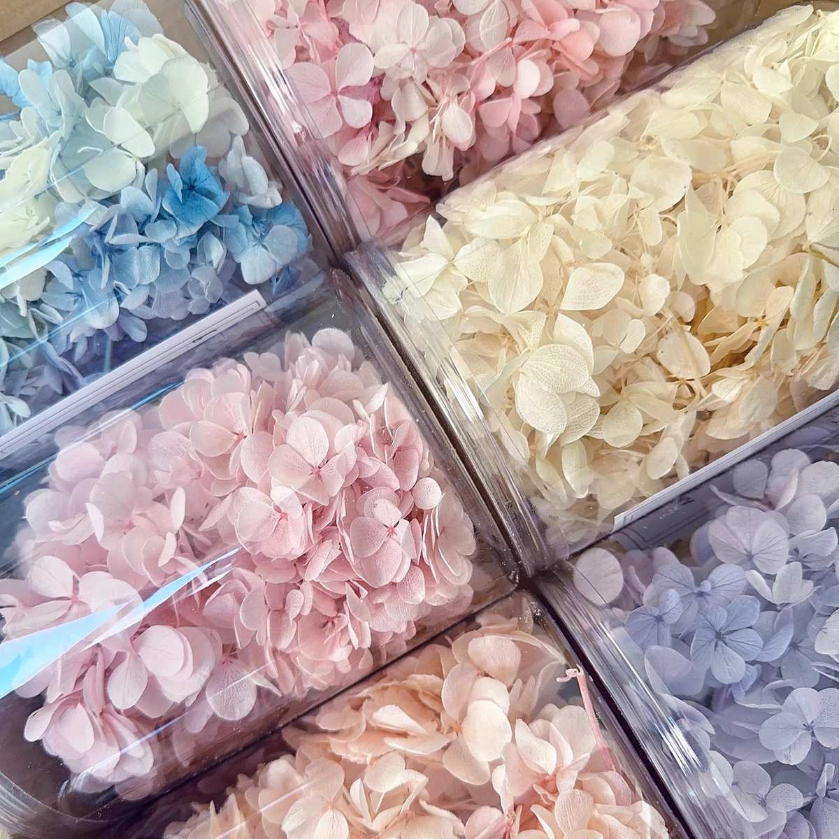 亚特兰蒂斯木绣球20g永生花花艺材料填充真花干花渐变保鲜花中华