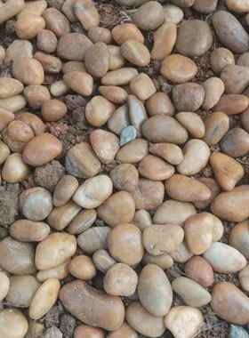 黄色鹅卵工SEJ程铺路庭院造景盆栽鱼水培缸阳台石造雨花石景石天