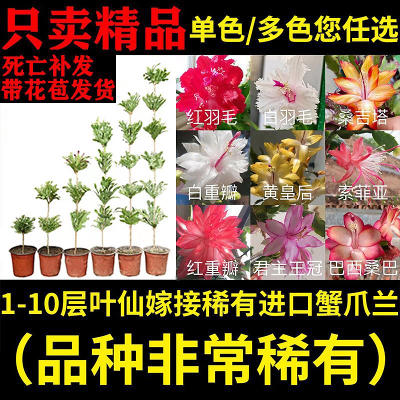 叶仙嫁接蟹爪兰稀有进口多层指成品假昙花螃蟹爪莲多色木麒麟仙人