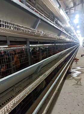 蛋鸡养殖设备热镀全叠自动HDA套立体式养鸡设备自动化层养锌鸡全
