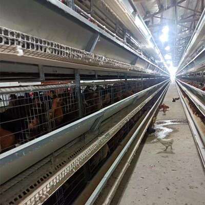 蛋鸡养殖设备热镀全叠自动HDA套立体式养鸡设备自动化层养锌鸡全