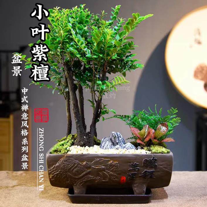 小叶紫檀黑骨茶盆景书房办公室绿植盆栽老桩室内好养树苗观叶植物