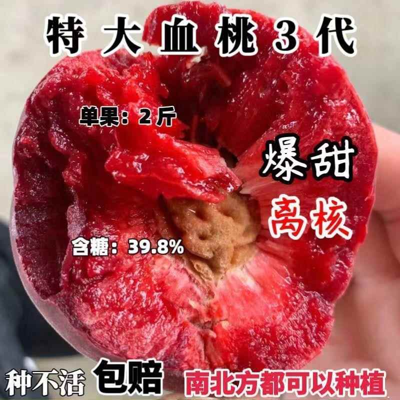 正宗血桃树苗果树嫁接苗早熟南北方种植盆栽地栽阳台庭院嫁接