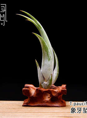空气凤梨 无土植物 象牙坠子tillandsia paucifolia  空凤来仪