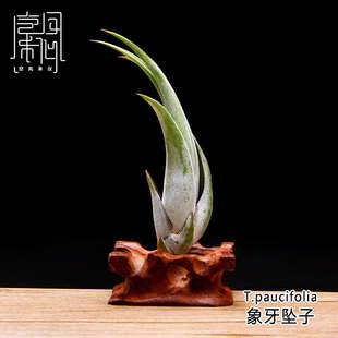 空气凤梨 无土植物 象牙坠子tillandsia paucifolia  空凤来仪