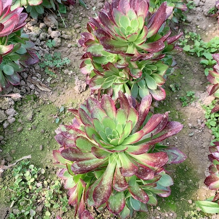 万圣节黄锦捧花