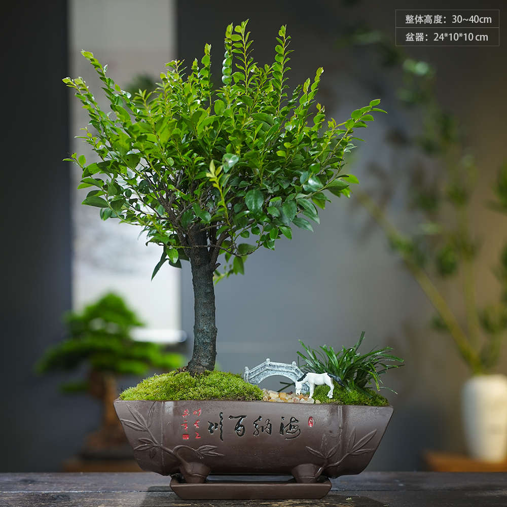 小叶紫檀黑檀黑骨茶盆景造型名贵树种种好发货绿植好养海纳百川