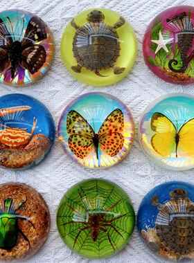 ins风蝴蝶昆虫标本摆件琥珀动物标本蝎子蜘蛛金龟子手工工艺品