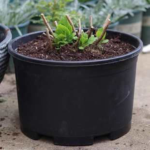 黑色加仑盆加厚特大口径防晒花盆塑料矮胖菜盆绣球蓝莓控根定植盆