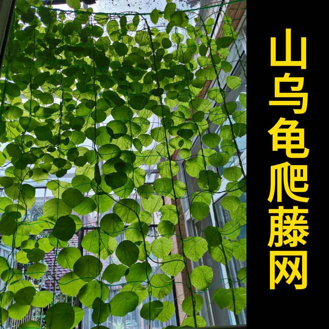 山乌龟爬藤架绿植物造型固定支架攀爬专用软网格仿麻绳室内牵引线