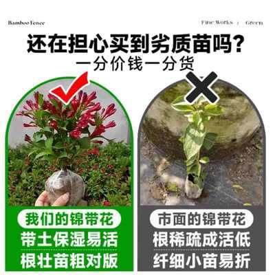 红王子锦带花树苗庭院绿化植物四季开耐寒耐冻南北方种植花叶五彩
