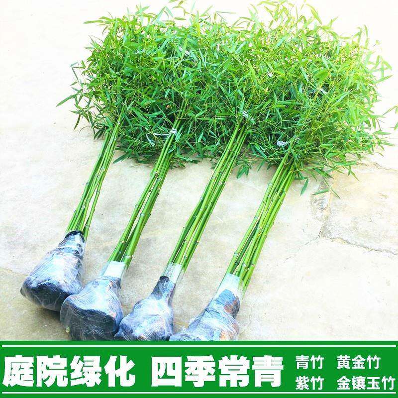 竹子苗庭院四季常青耐寒植物观赏大型竹子盆栽紫竹苗黄金竹罗汉竹