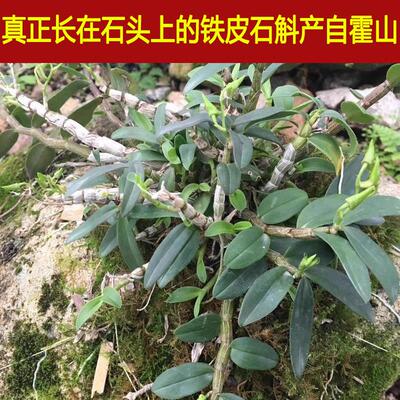 铁皮石斛4年苗30珠霍山原种林下铁皮石斛铁皮石斛苗可种植可食用