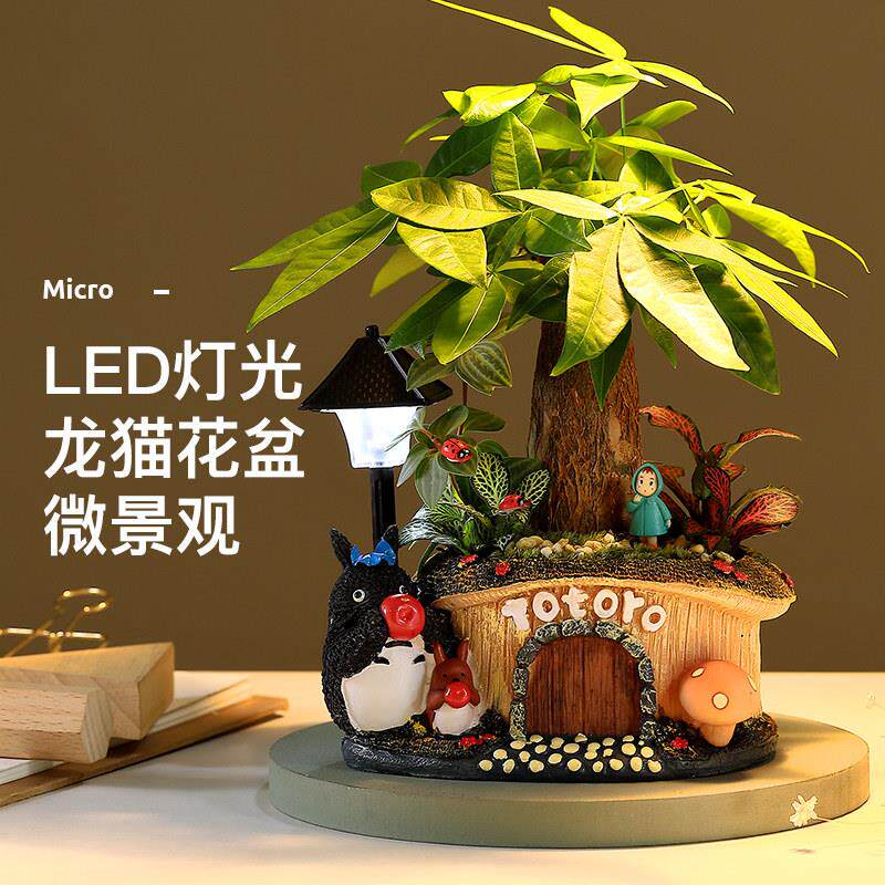 龙猫微景观盆栽发财树文竹绿植办公室内桌面招财摆件创意植物送礼