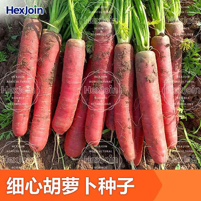 老品种细心红心水果胡萝卜种子红萝卜种种籽耐热夏季蔬菜籽孑大全