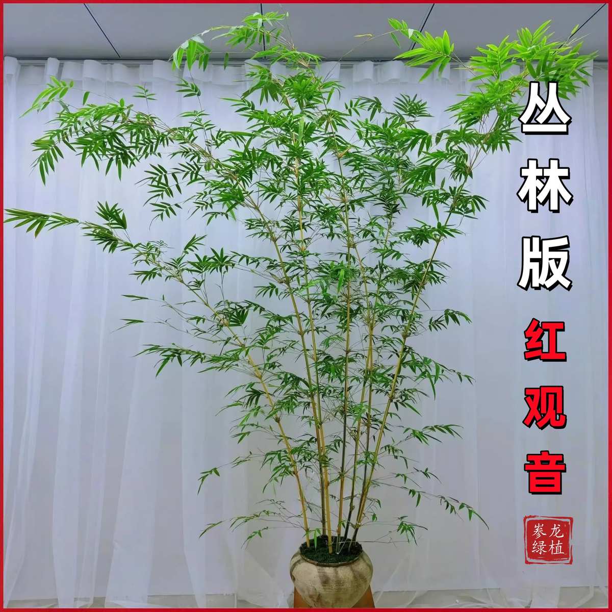 丛林版红观音竹直立大苗四季好养室内茶室竹子盆栽大型绿植盆栽