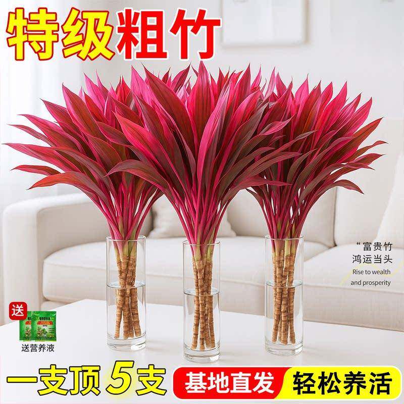 紫竹鸿运当头富贵竹水培绿植物盆栽粗杆带根客厅招财竹子室内花卉