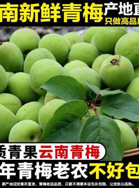 现摘青梅果新鲜果现摘散装云南大理深山酸梅子泡酒酵素鲜青翠梅果