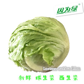 球生菜新鲜 西生菜 汉堡圆生菜 沙拉菜 500g 江浙沪皖5件