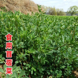 食用苜蓿菜 紫花苜蓿种子种籽孑菜籽种 猪牛羊兔饲料多年生牧草