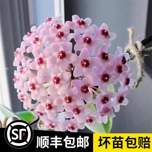 球兰花盆栽大苗绿植吊兰家养花卉植物四季开花常绿室内