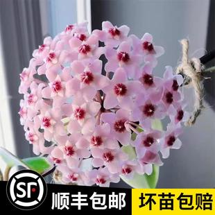 开花常绿室内 球兰花盆栽大苗绿植吊兰家养花卉植物四季