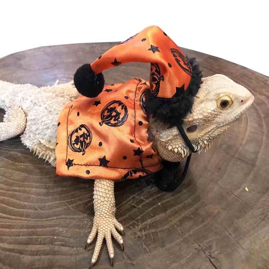 鬃狮蜥蜴衣服牵引绳爬宠外出披风遛蜥蜴外出装饰服装守宫小衣服