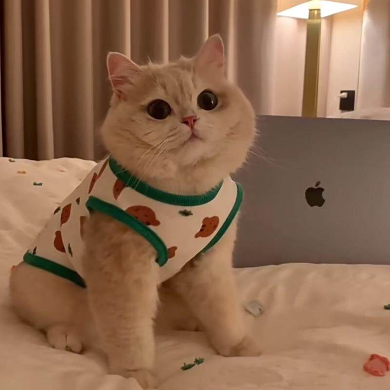 猫咪衣服防掉毛夏季薄款英美短蓝猫布偶猫小型犬泰迪狗狗夏天背心
