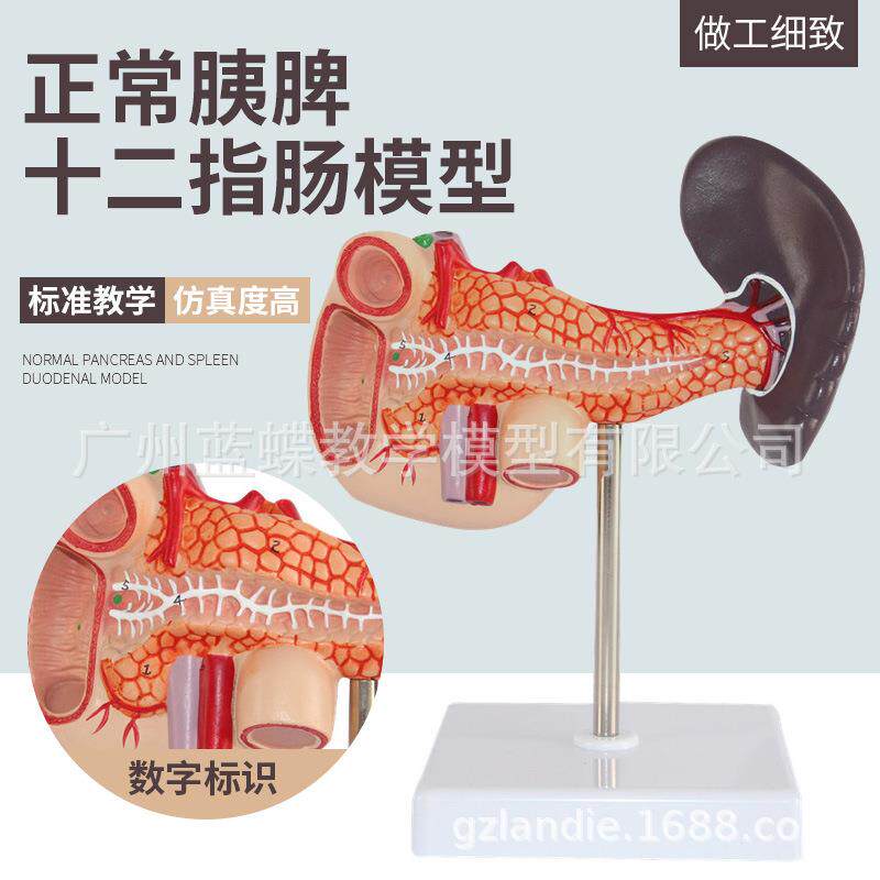 人体肝脏脾胰解剖模型 消化系统模型腹腔干肝门静脉 正常肝胰模型