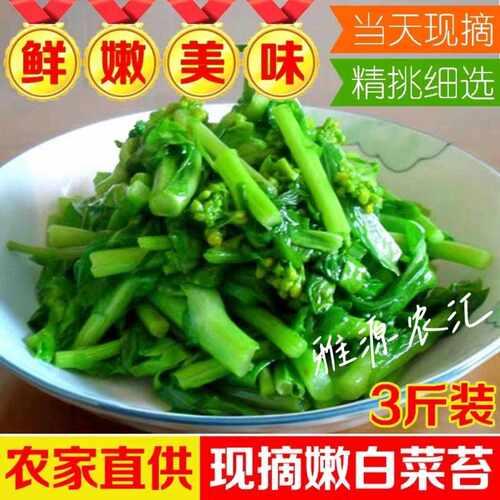 农家自种新鲜白菜苔霜冻青菜苔露天菜心当季时令青菜蔬菜洪山菜薹