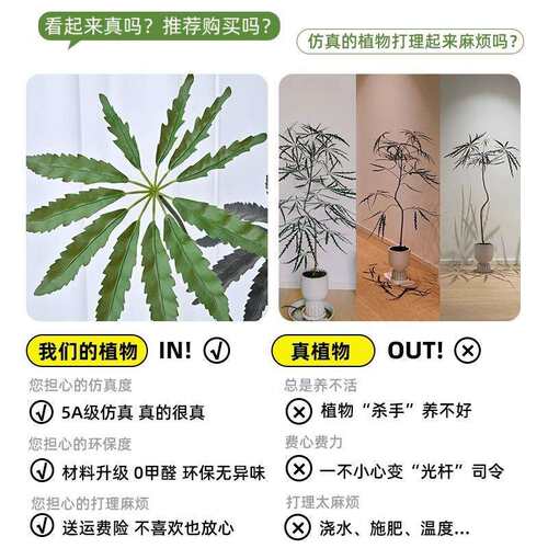 孔雀木仿真植物室内落地大型盆栽高级仿生绿植假树装饰摆件假禄植