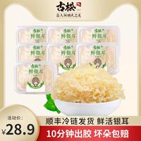 莲子羹古松福建特产古田新鲜银耳非干货雪耳丑耳 白木银耳莲子羹