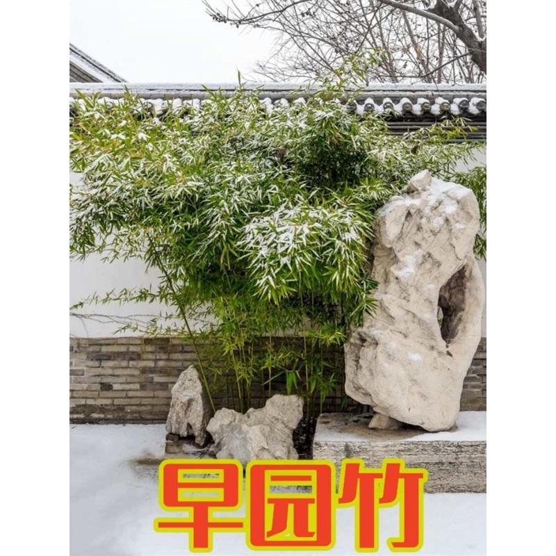 早园竹矮四季常青耐寒竹苗竹子苗庭院盆栽篱笆地栽绿化苗别墅围墙