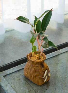 创意鱼篓造型花盆摆件田园家居多功能盆栽工艺品装饰