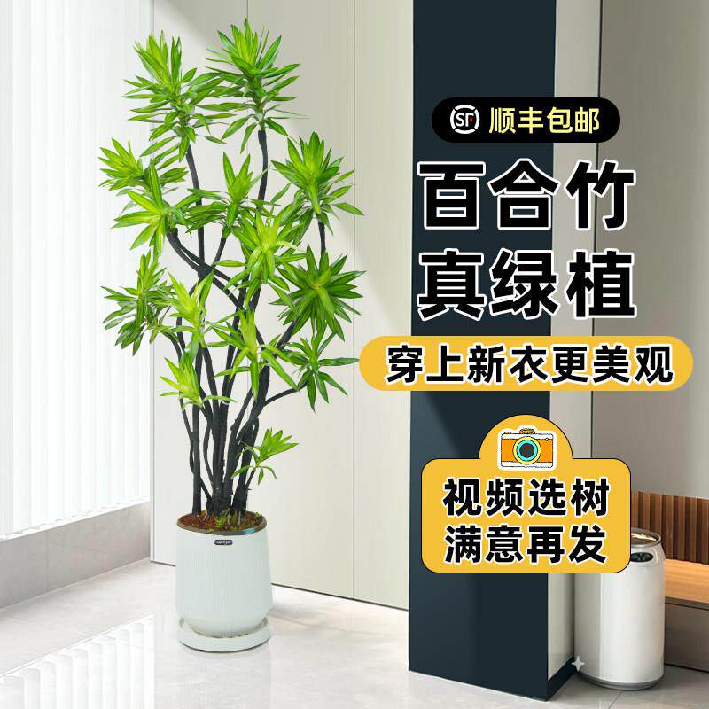百合竹客厅绿植金边百合竹真树苗大型真花植物盆栽室内老桩好养活