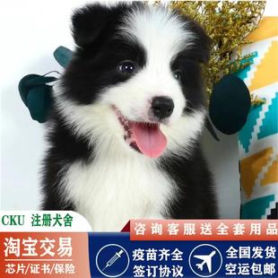 边牧幼犬纯种陨石边境牧羊犬高智商双血统赛级黑白金色中型犬狗狗