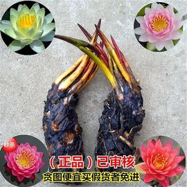 睡莲水培植物大小型水养荷花苗，迷你四季花苗水草泥土盆栽睡莲根块