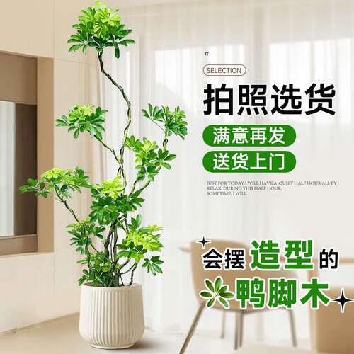 造型鸭脚木客厅大盆栽鸭掌木鹅掌柴室内落地式大型四季常青绿植物