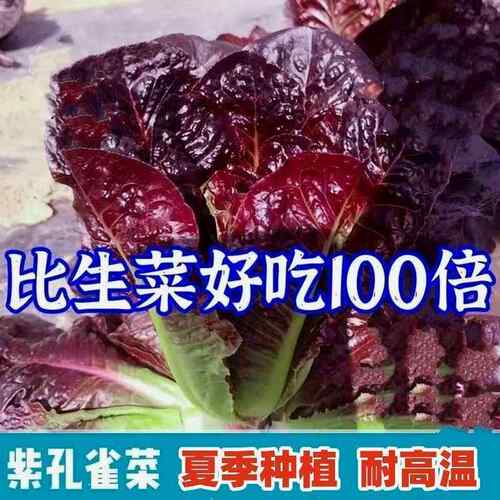 耐热耐寒抗虫不打药孔雀菜种子