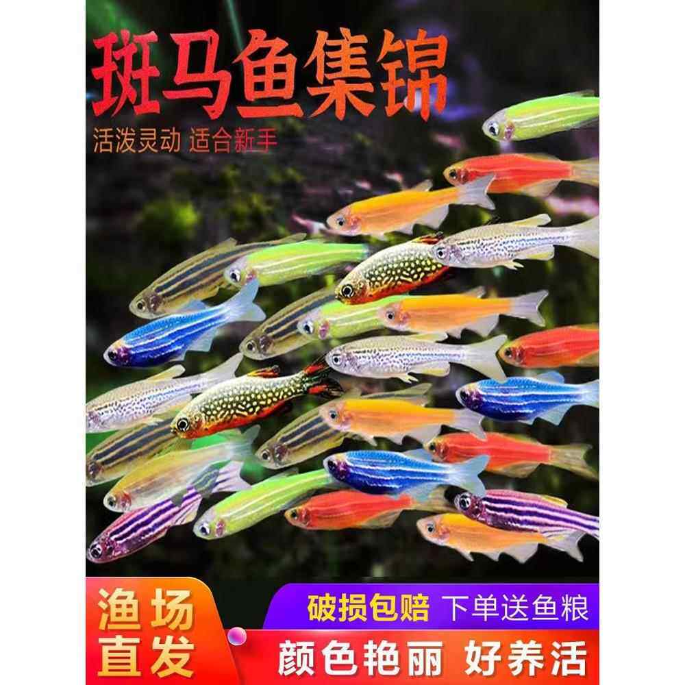热带鱼糖果彩色斑马鱼观赏鱼七彩小型鱼好养活淡水鱼精品孔雀蝶翼