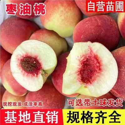 嫁接红珍珠枣油桃桃树苗8月上旬成熟离核晚熟桃苗南北方当年结果