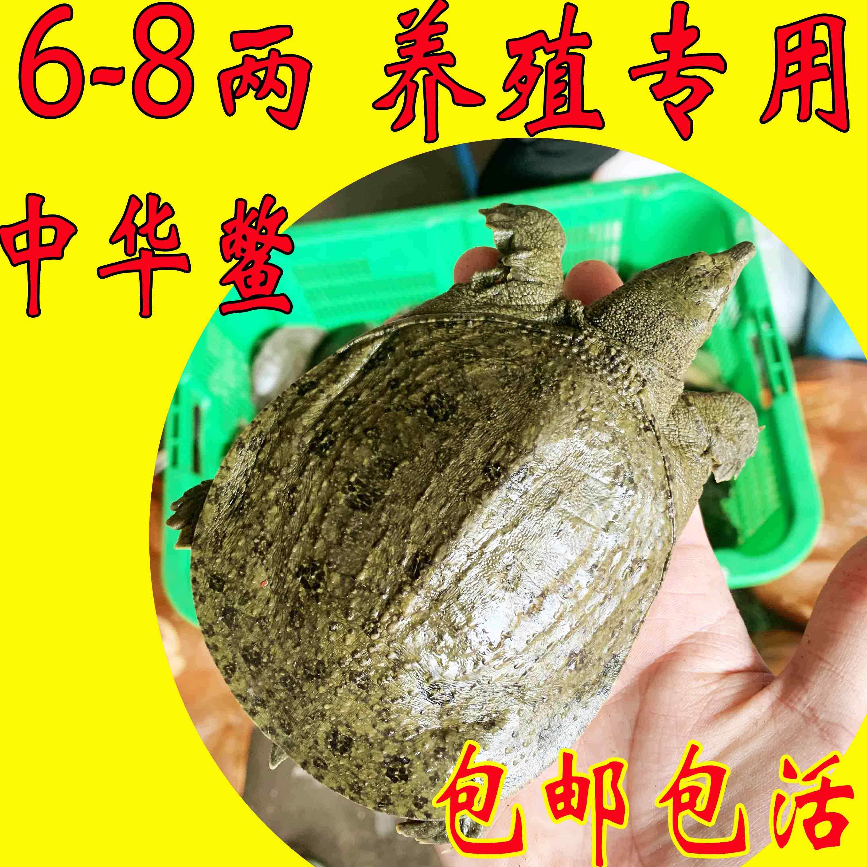 1两-9两放养小甲鱼苗鲜活食用小王八水鱼团鱼卤味麻辣活体老鳖