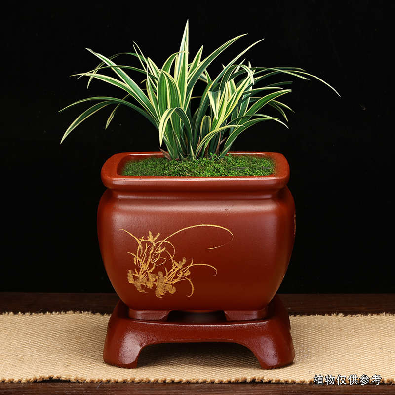 紫砂兰花盆专用精品四方蝴蝶兰君子兰蕙春建吊兰桌面花卉绿植包邮