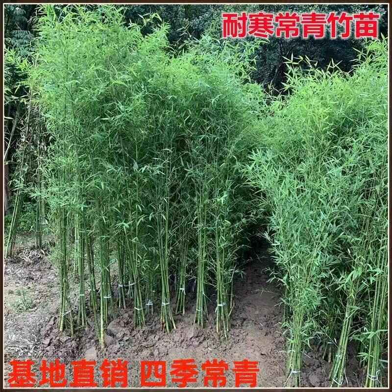 竹子苗庭院四季常青耐寒观赏风景黄金竹子紫竹罗汉竹龙鳞竹四季竹